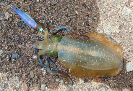 エギング秋シーズン開幕！ ～越前海岸～